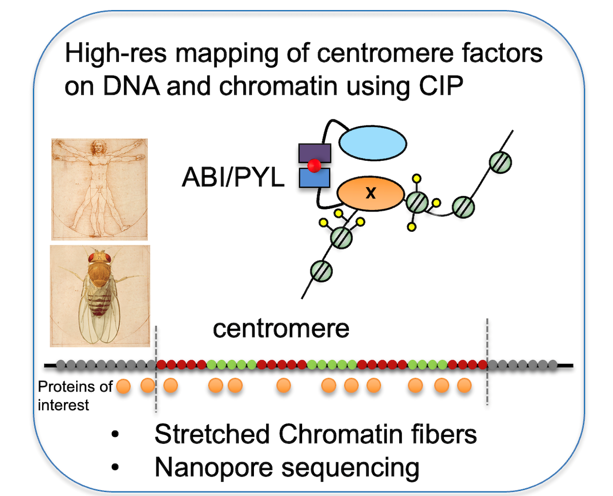 Heun lab research image, details in text