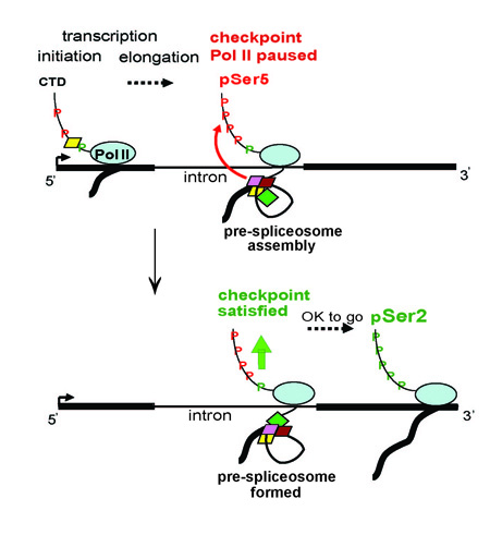 Image from Beggs Mol Cell 2014