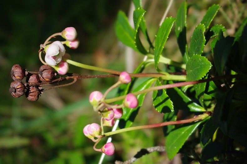 Chimaphila umbellate