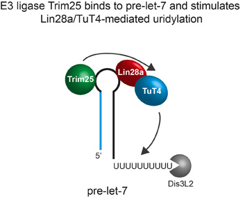 Image from Cell Reports paper 2014