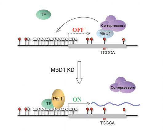 Image from Stancheva paper, Nucleic Acids Research 2010