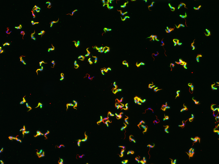 Trypanosome Parasites