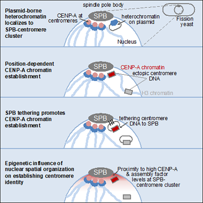 Image from Allshire paper, Current Biology 2022