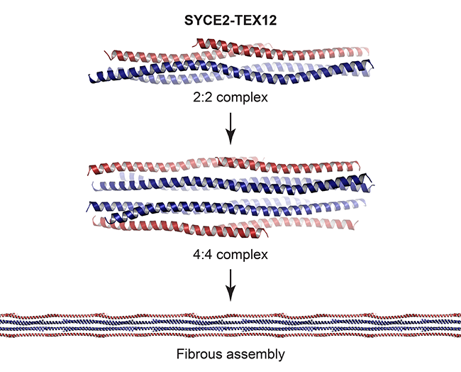 Image from Davies lab paper featured in Nature and Molecular Biology 2021