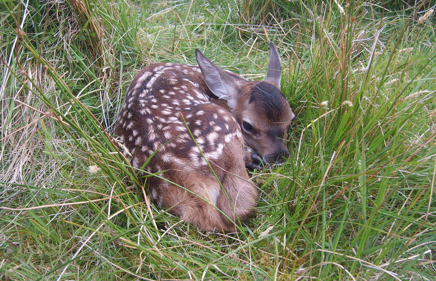 Red deer calf on Rum