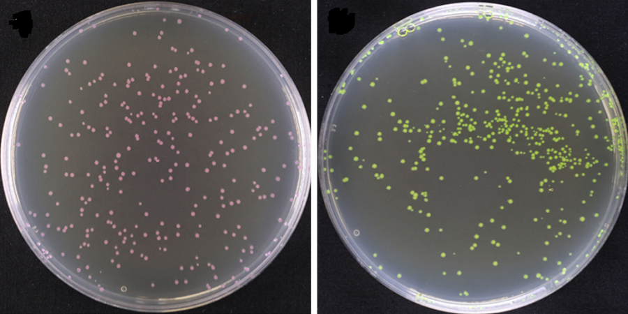 Coloured chromogenic proteins, produced by bacteria, allow users to visually distinguish different assembly levels 