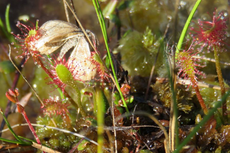 drosera moth