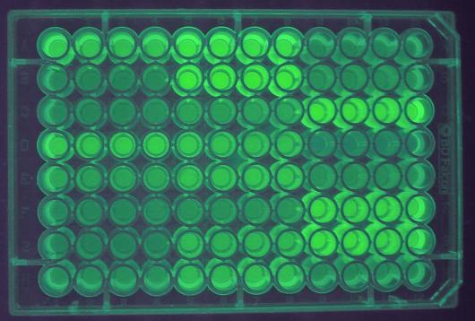 Image from Tollervey paper, Science 2009