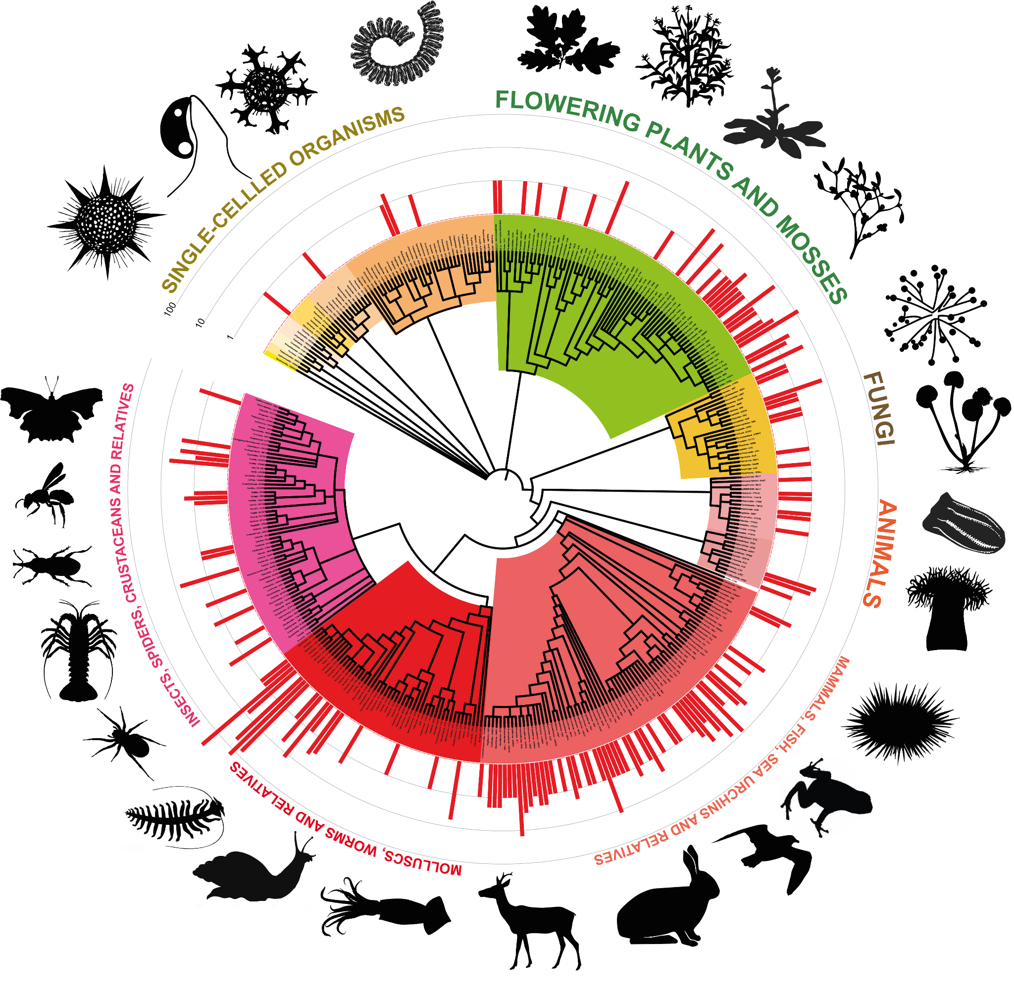 Taxonomic tree of the organisms analysed, coloured by major group