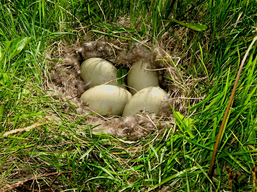 Duck eggs with nest