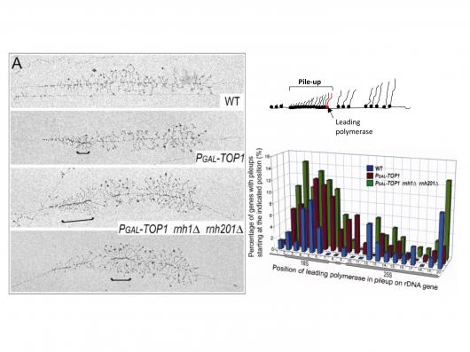 Image from Tollervey paper, Genes & Development 2010