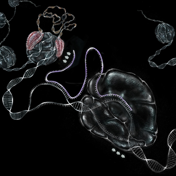 Image from Tollervey paper, PLoS Genetics 2014