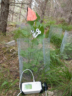 Taking measurements from a translocated Alpine blue-sow-thistle (Cicerbita alpina) plant in the field. 