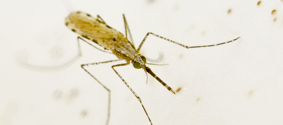 Female mosquito, responsible for transmitting malaria to human hosts (Photo from the Reece lab)