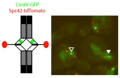 Image from Marston paper PLOS Genetics 2009