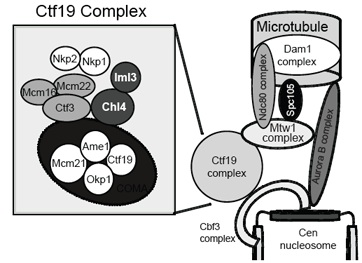 Image from Marston paper, PLOS Genetics 2009