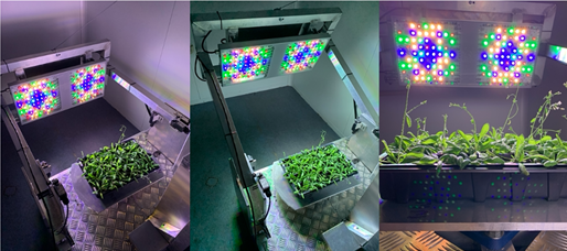 Fig. 2 SOLAR in action; Arabidopsis thaliana receiving light with different spectral compositions and from different angles.