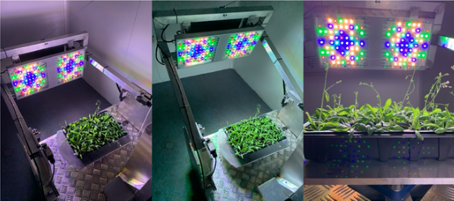 Blog - Using Robots to Understand How Plants Sense Light | Molecular ...