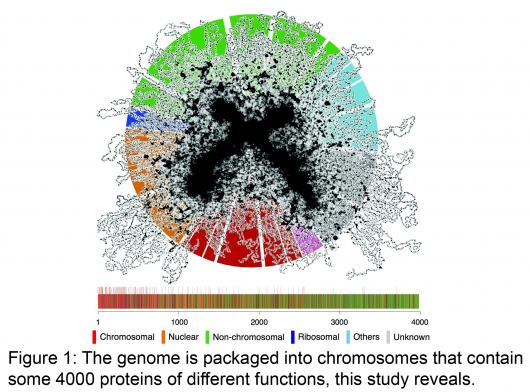 Image from Rappsilber paper, Cell 2010