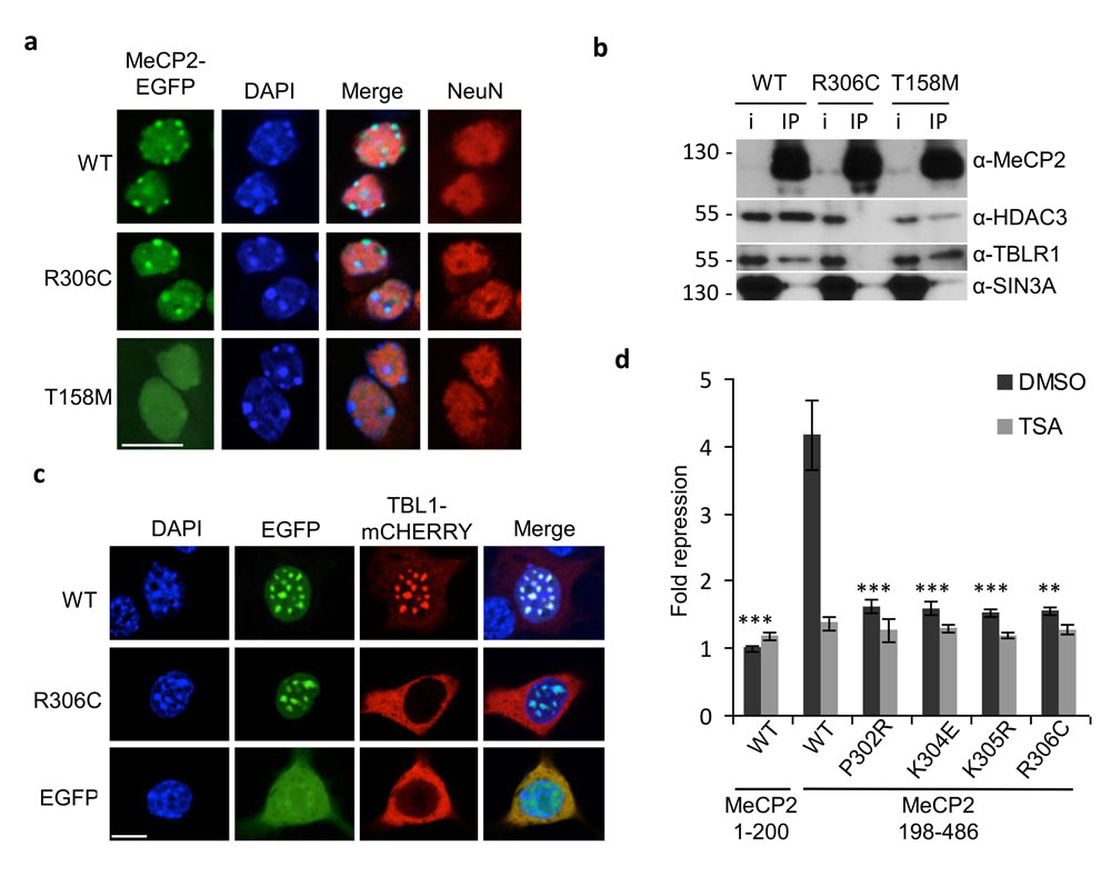 Image from Bird paper, Nature Neuroscience 2013