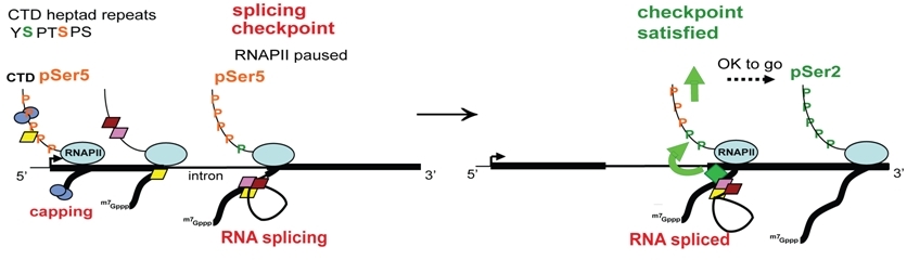  RNA polymerase II (POL II) pauses near the 3' ends of introns while splicing occurs.