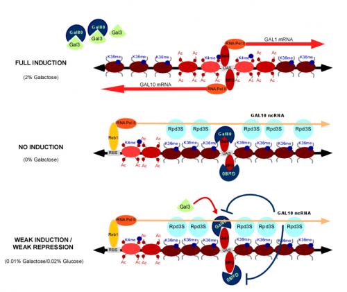 Image from WCB paper Tollervey Molecular Cell 2008