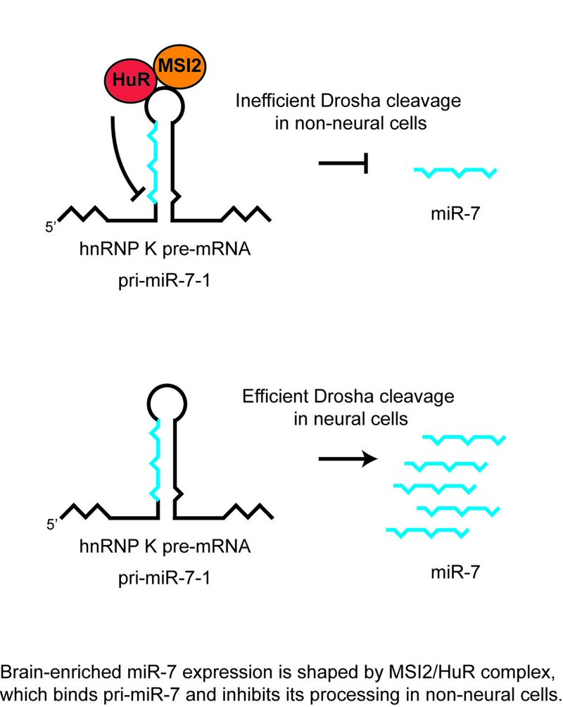 Image from Rappsilber paper, Genes & Dev 2013