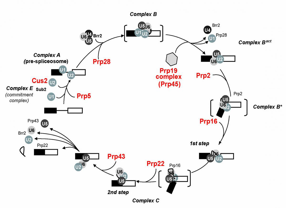 The spliceosome assembly/disassembly pathway, showing RNA stimulated ATPases known to have quality control functions.