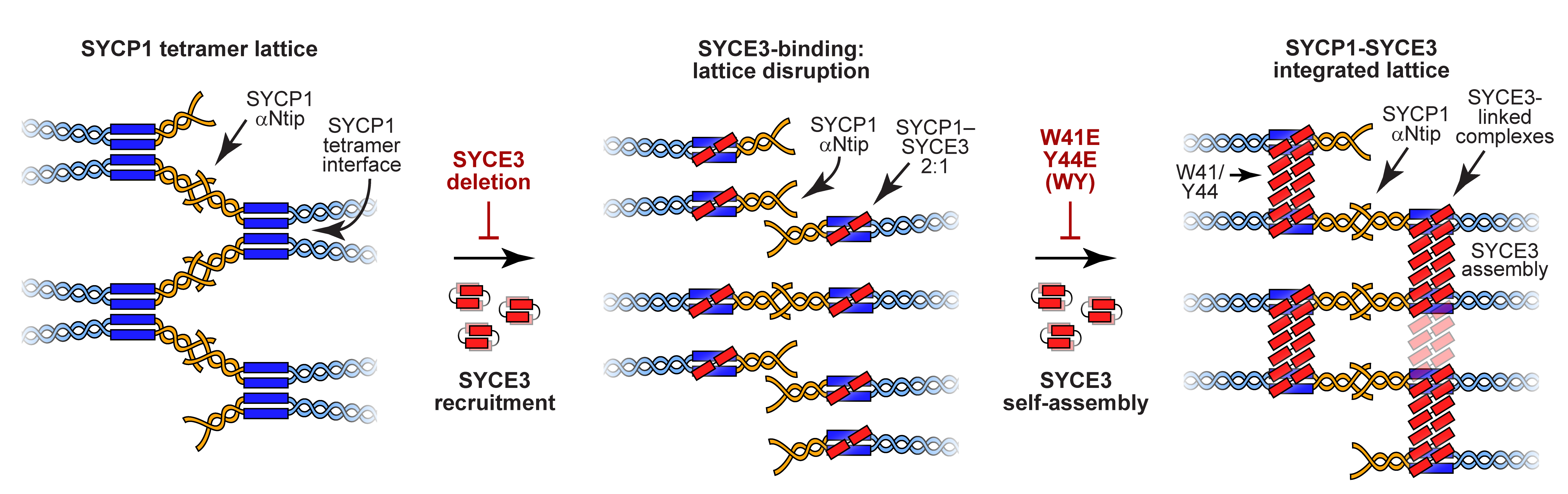 Image from Davies Nature Structural and Molecular Biology, details in text