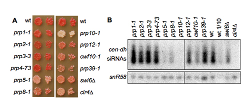 Image from Allshire, Science 2008