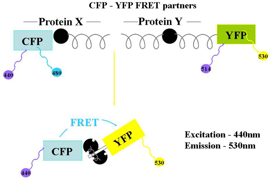 Illustration of FRET 