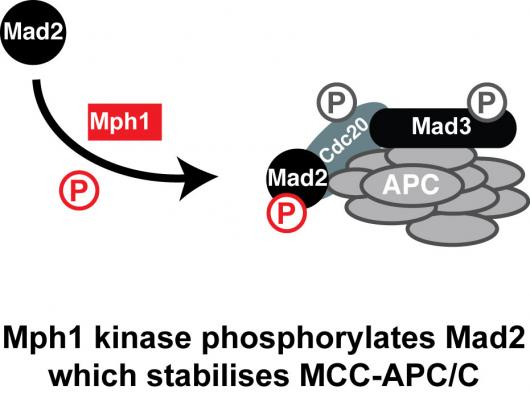 Image from WCB paper Current Biology 2012