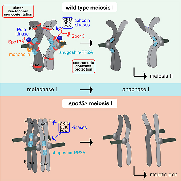 Image from Marston paper, Developmental Cell 2019