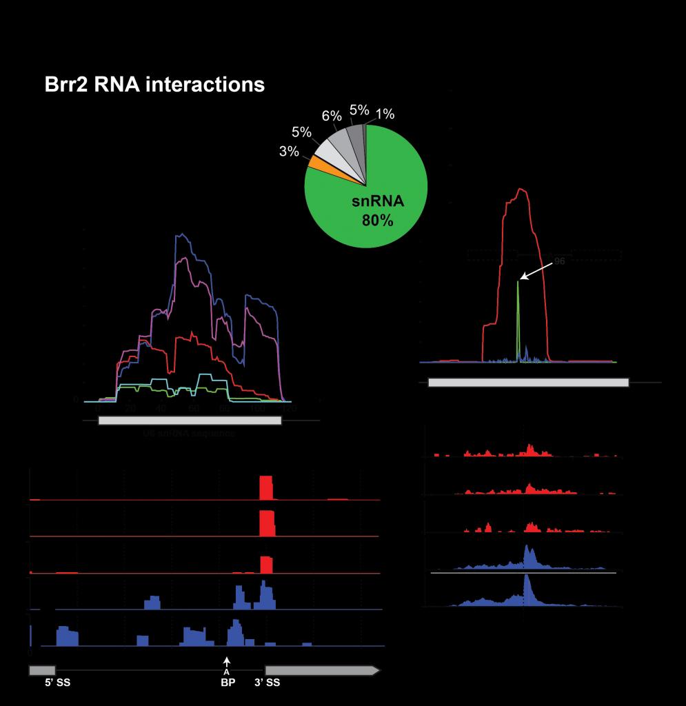 Image from Beggs paper, Genes & Development 2012