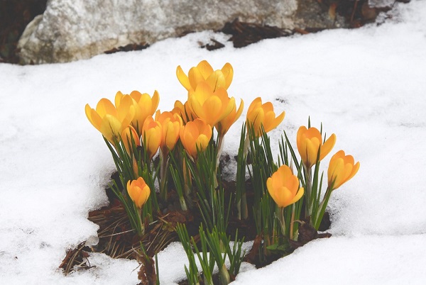 Flowering is the most studied seasonal change