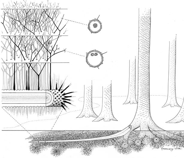 giant tree lycopsids