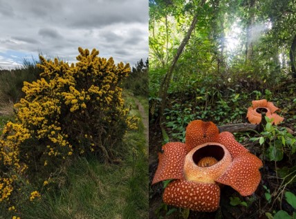 Image of gorse courtesy of Bob Mason (L), image of Rafflesia courtesy of Wikipedia Commons (R)