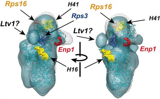 Image from Tollervey paper, EMBO Journal 2010