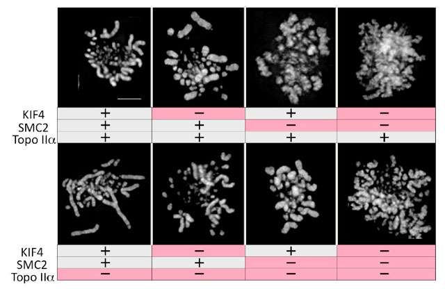 Image from Earnshaw paper, Journal of Cell Biology 2012