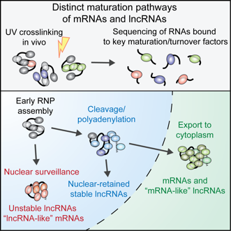 Image from Tollervey paper, Cell 2013