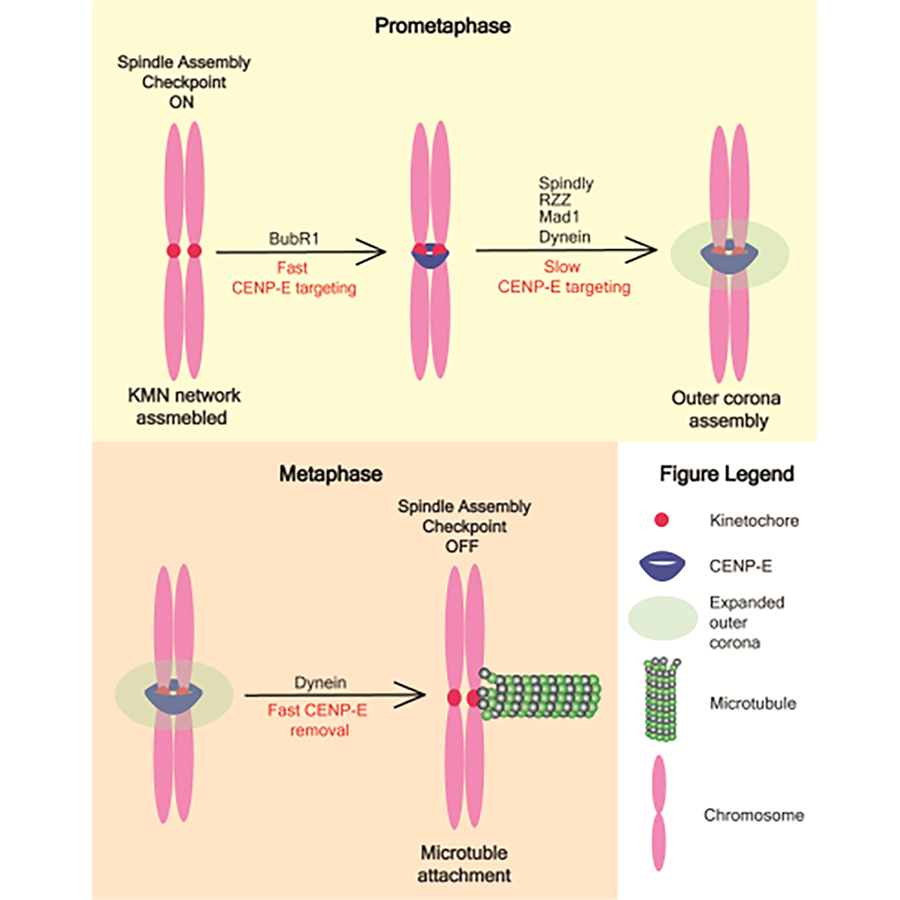 Welburn Lab Paper image feb 2024