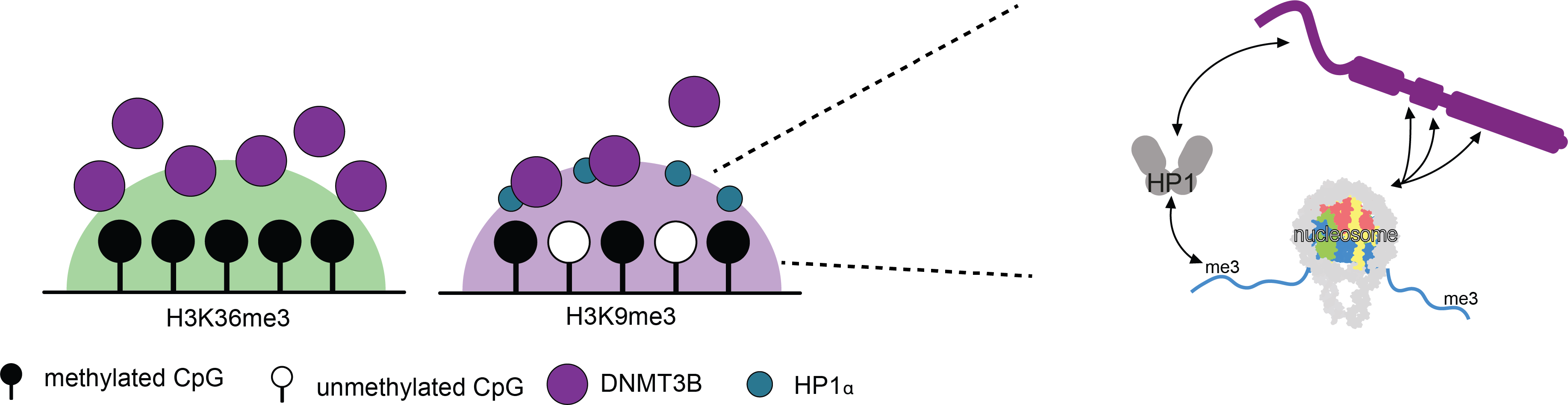 images of cells for Wilson published paper