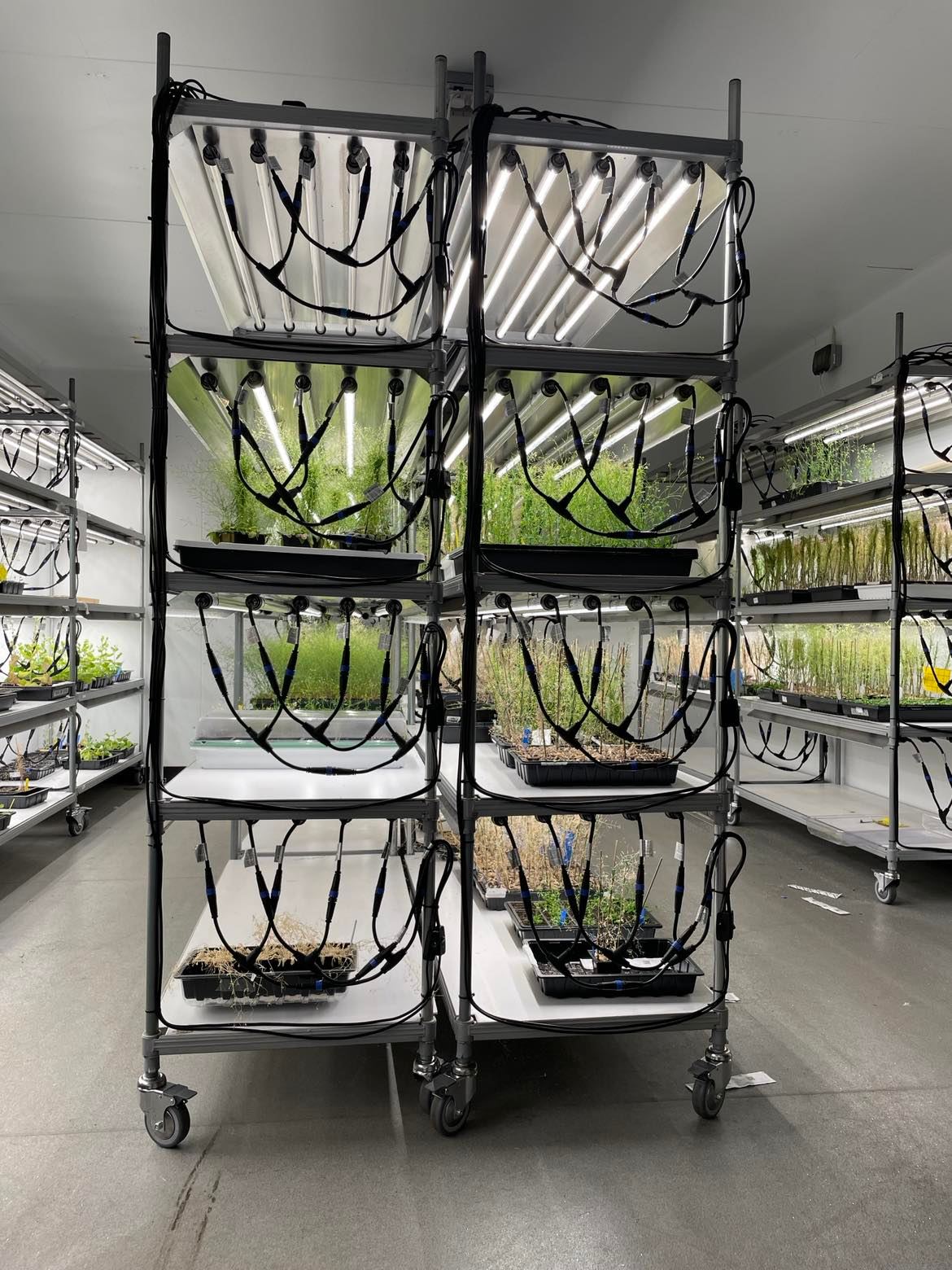 Photo of a trolley with plants in a growth room with new lighting