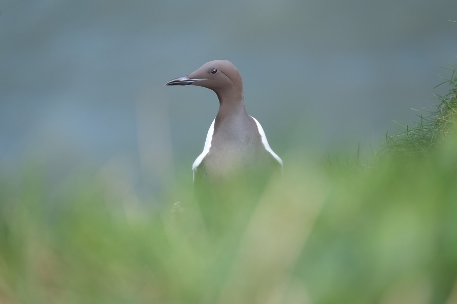 Guillemot