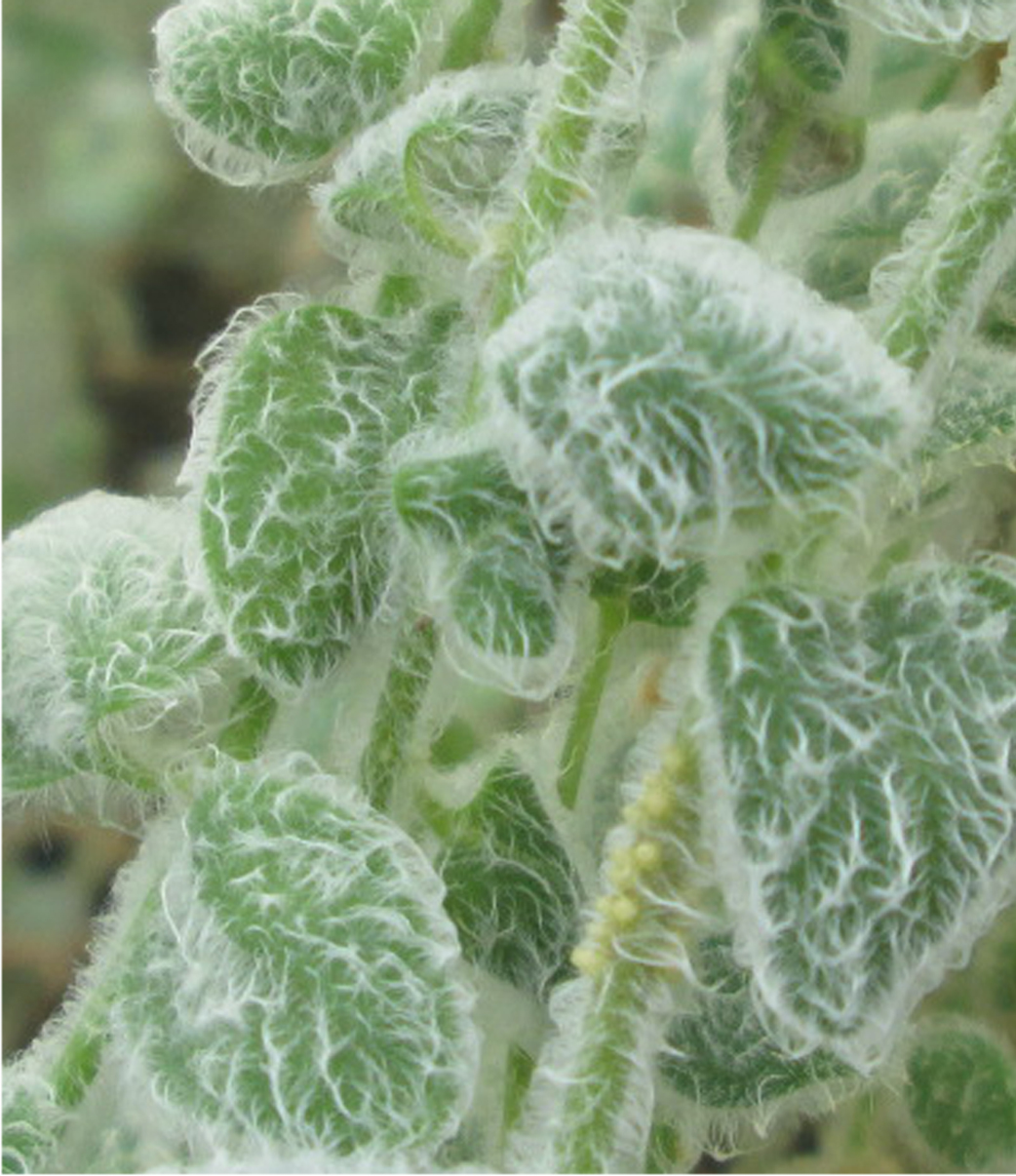 Alpine species of snapdragon are hairy while their low-lying cousins are bald