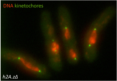 Image from Bird Hardwick paper, Nature Structural & Molecular Biology 2009