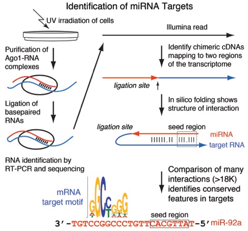 Image from Tollervey paper, Cell 2013 