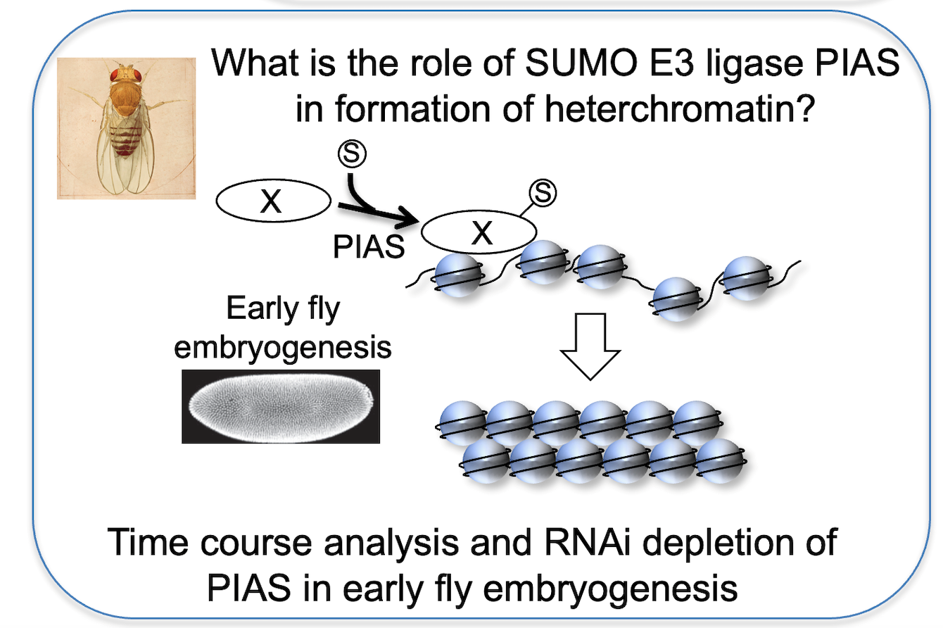 Heun lab research image, details in text