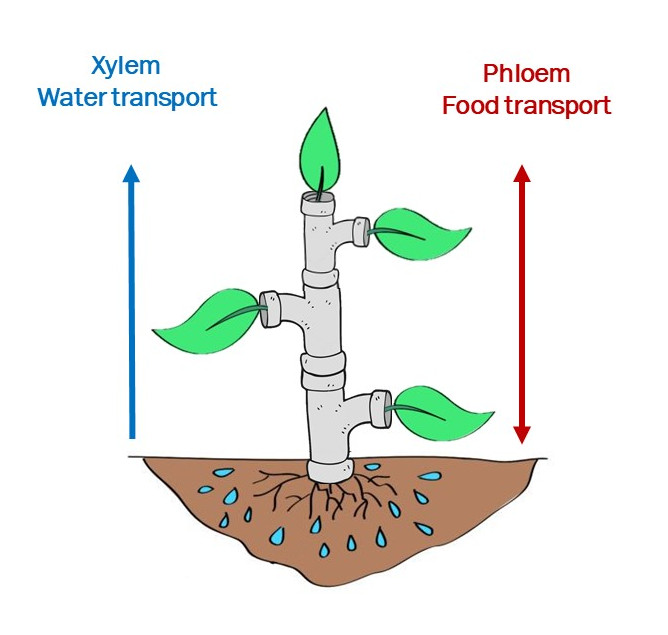 A cartoon of plant made of pipes with a unidirectional arrow in blue showing xylem and bidirectional arrow showing phloem