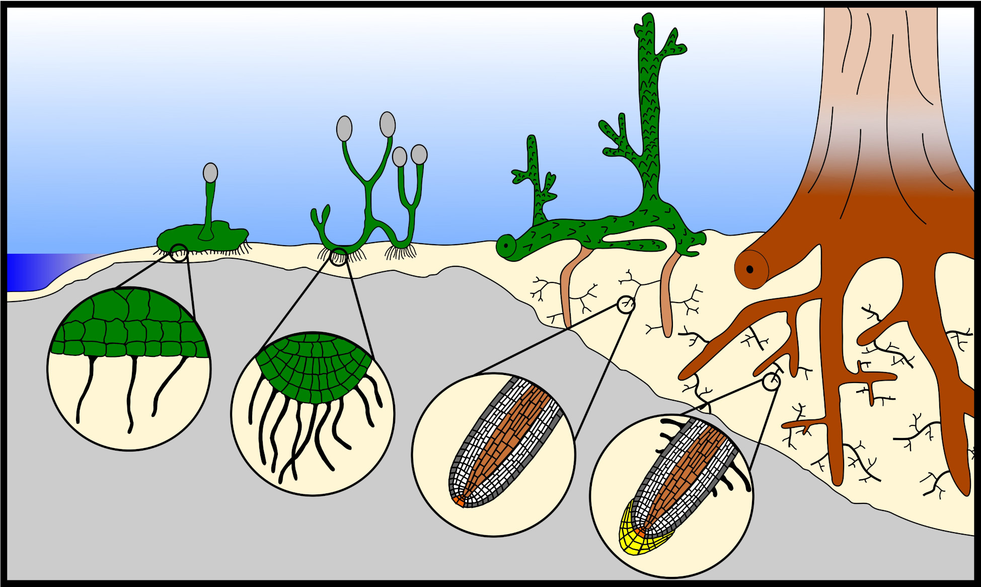 Drawing showing reconstructions of rooting systems in fossil plants, during the early radiation of land plants.